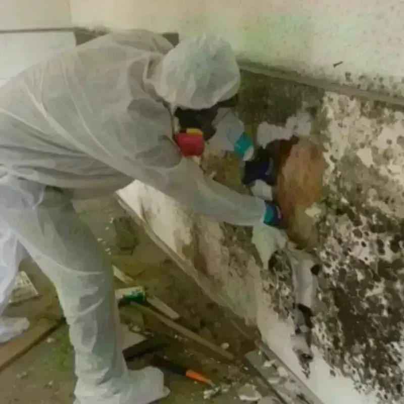 Mold Remediation and Removal in Louisville, IL